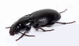 Molops elatus elatus