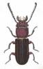 Passandra sexstriata