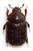 Aesalus scarabaeoides scarabaeoides
