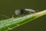 Chaoborus crystallinus