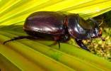 Oryctes monoceros
