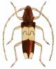 Phoracantha semipunctata