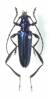 Synaptola plicaticollis
