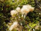 Cotinus coggygria - ruj vlasatá