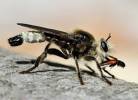 Laphria gibbosa