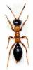 Methocha articulata
