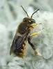 Anthidium manicatum - valchářka obecná