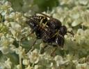 Oxybelus bipunctatus - bodulka dvojtečná