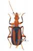 Drypta lineola lineola