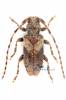 Pogonocherus ovatus