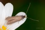 Metriotes lutarea