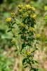 Inula conyzae - oman hnidák