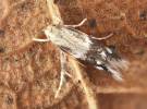 Elachista canapennella
