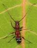 Euderces pini