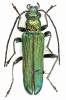 Anogcodes seladonius