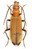 Nacerdes melanura - Wharf-borer