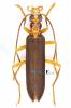 Nacerdes carniolica