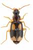 Dromius quadrimaculatus