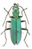 Chrysanthia viridissima