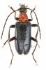Dinoptera collaris - tesařík červenoštítý