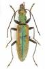 Chrysanthia reitteri