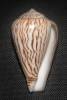 Conus zebroides