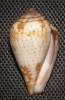 Conus bocagei