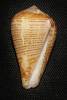 Conus chytreus