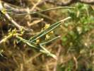 Ephedra distachya - chvojník dvouklasý