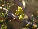 Ephedra distachya - chvojník dvouklasý