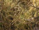 Ephedra distachya - chvojník dvouklasý
