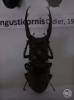 Lucanus angusticornis