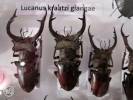 Lucanus kraatzi giangae