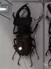 Lucanus laetus
