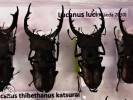 Lucanus luci