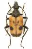Judolia cerambyciformis - tesařík tesaříkovitý
