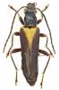 Anogcodes rufiventris