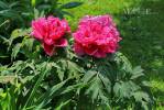 Paeonia × suffruticosa - Moutan Peony