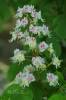 Aesculus hippocastanum - jírovec maďal