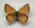 Cigaritis myrmecophila