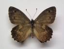 Hipparchia maderensis