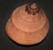 Calliostoma jujubinum