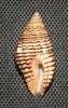 Clivipollia incarnata