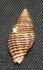 Clivipollia incarnata