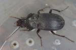Abax carinatus