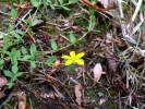 Hypericum humifusum - třezalka rozprostřená