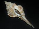 Vokesimurex malabaricus