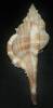 Vokesimurex malabaricus