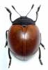 Aegithus rufipennis