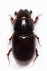 Planolinoides borealis